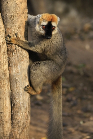 Lemur rudočelý